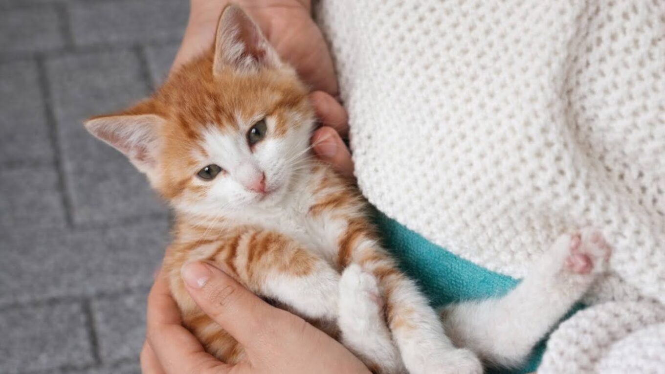 家に迎えたばかりの茶トラ猫